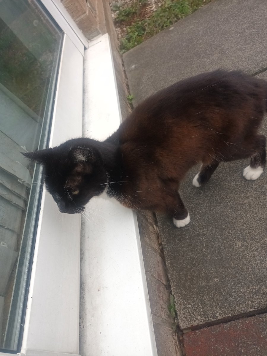 This is breaking my heart man,still won't leave and has started meowing at the door to be in,she has been back to 2 doors down but hasn't been let in,I'm hoping she can hear her meowing at our door but probably not