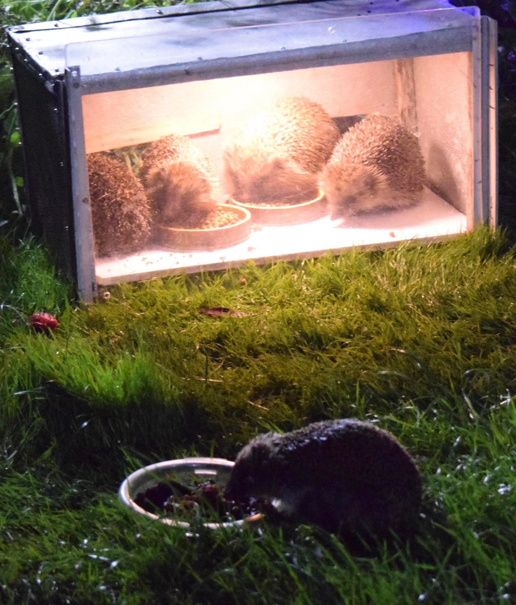 aimz27484's tweet photo. @hedgehogsociety our 5 visitors the other evening. Photo taken by my dad https://t.co/e8rfI6r6el