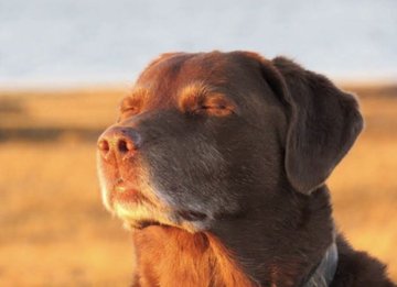 When a barber is using a warm towel on your head