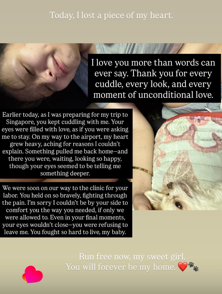 maeejiie's tweet photo. my poor baby💔 https://t.co/fhicGnB8o1