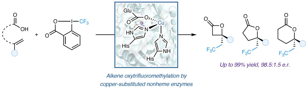 More on copper catalysis in nonheme enzymes: we have engineered hydroxymandelate synthase to catalyze alkene oxytrifluoromethylation, generating a broad range of chiral trifluoromethyl-containing β-, γ-, and δ-lactones with high enantioselectivity (pubs.acs.org/doi/full/10.10…). This