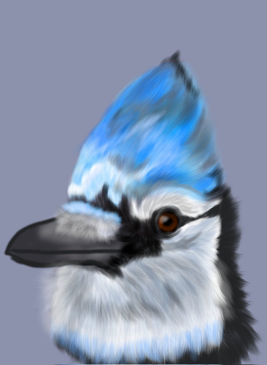 For my birthday this year I'd just like a few retweets of my art. Any chance I could get 41 retweets or likes for my bluejay by Friday? Just  trying to get my art out there. Thank you so much 😊