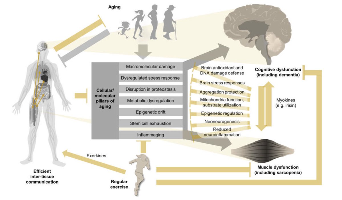 🧠💪 El tejido muscular y el cerebro están íntimamente conectados a través del eje músculo-cerebro gracias a la producción de mioquinas 🏋️‍♂️

⬆️ masa muscular
⬆️ función cognitiva mediada por BDNF
⬆️ plasticidad neuronal
⬇️ envejecimiento
⬇️ inflamación

pmc.ncbi.nlm.nih.gov/articles/PMC11…