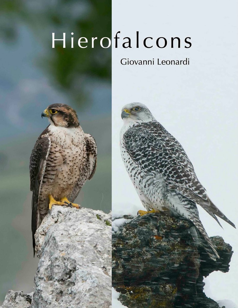 anyclen's tweet photo. A new monograph on falcons is coming out in 2026! https://t.co/tOrDoEDRJc