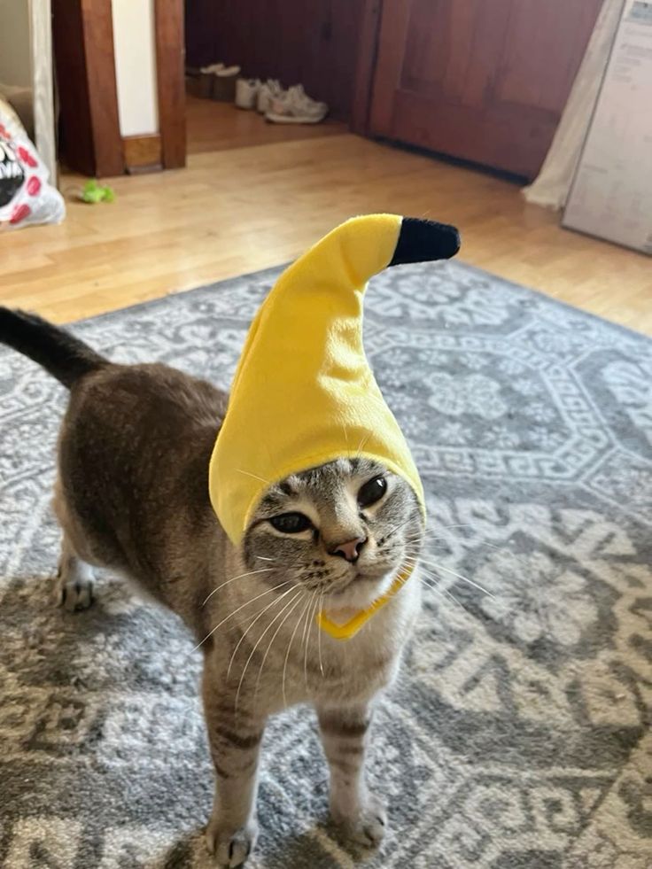 kittens4wallows's tweet photo. https://t.co/UhhSOlujkR