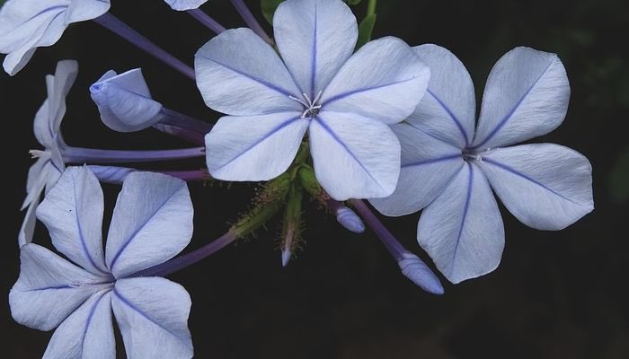 La Letroteca (@laletroteca) on Twitter photo El término «embelesar» significa ‘arrebatar o cautivar los sentidos’. Deriva de «belesa», una planta con propiedades narcóticas. Las personas tratadas con esta planta parecían hechizadas, absortas, es decir, embelesadas. El término «embelesar» significa ‘arrebatar o cautivar los sentidos’. Deriva de «belesa», una planta con propiedades narcóticas. Las personas tratadas con esta planta parecían hechizadas, absortas, es decir, embelesadas.