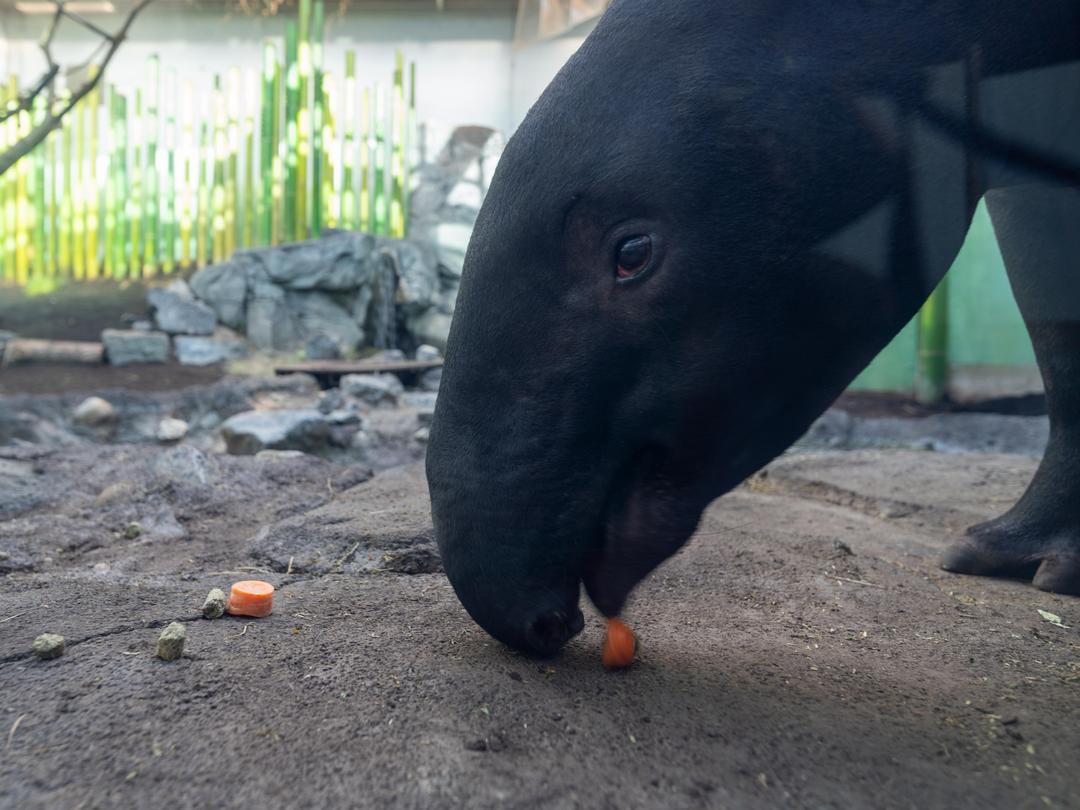 calgaryzoo's tweet photo. It's #WatermelonWatchWednesday!

Malayan tapir 'Sempurna' now grazes—snacking, resting, and then coming back for more. This change likely reflects her growing calf taking up more space in her abdomen, leaving less room for large meals!

Stay tuned for updates! 🤍🖤

#YourZooYYC https://t.co/KBGU5T7eT9