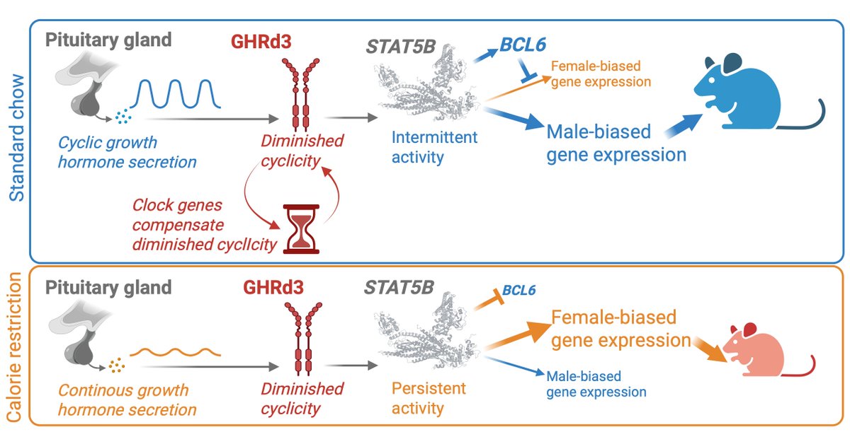 Gokcumen Lab tweet media
