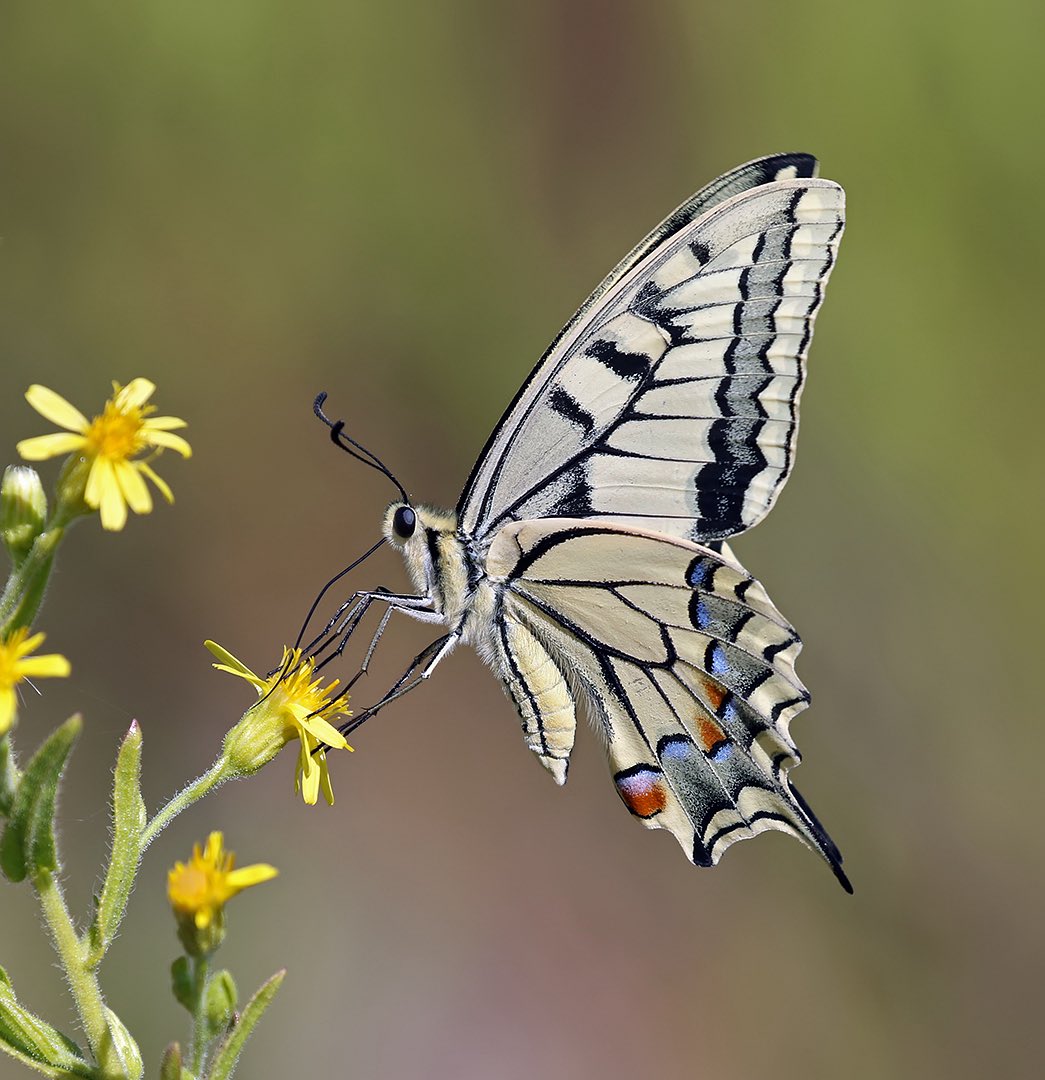 Seems people like Swallowtails, so sharing another pic…