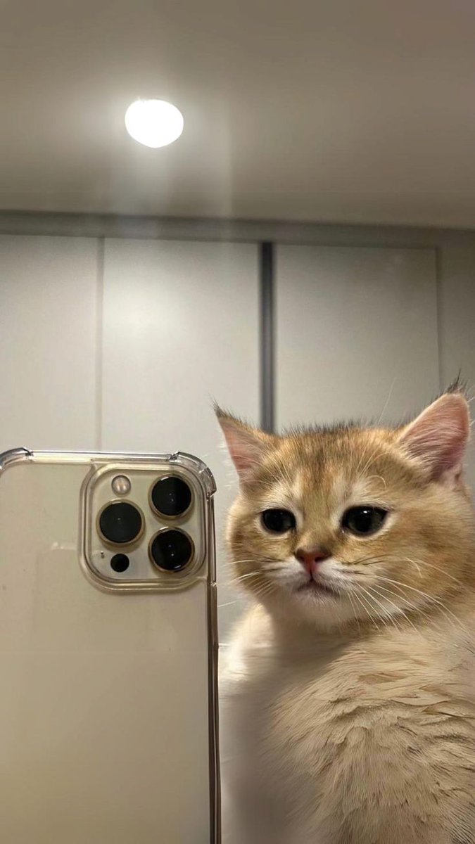 kittens4wallows's tweet photo. https://t.co/zcLNK6fhWJ
