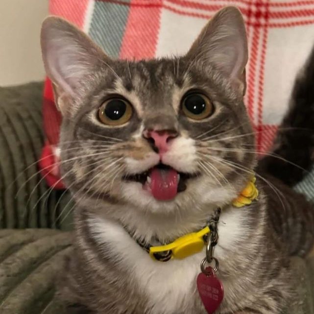 kittens4wallows's tweet photo. https://t.co/GU7CRe44Ob