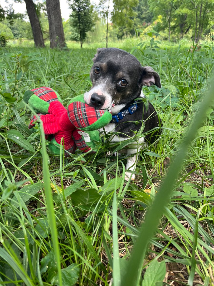 In December, this boy was an hour away from being euthanized for being a sassy sausage
Now,hed like to show you he’s a good boy,was just scared, &amp; needed a chance. He’s brought you the toy to show you! 
Sometimes you choose your dog,other times,the dog chooses you. I’m Beni’s