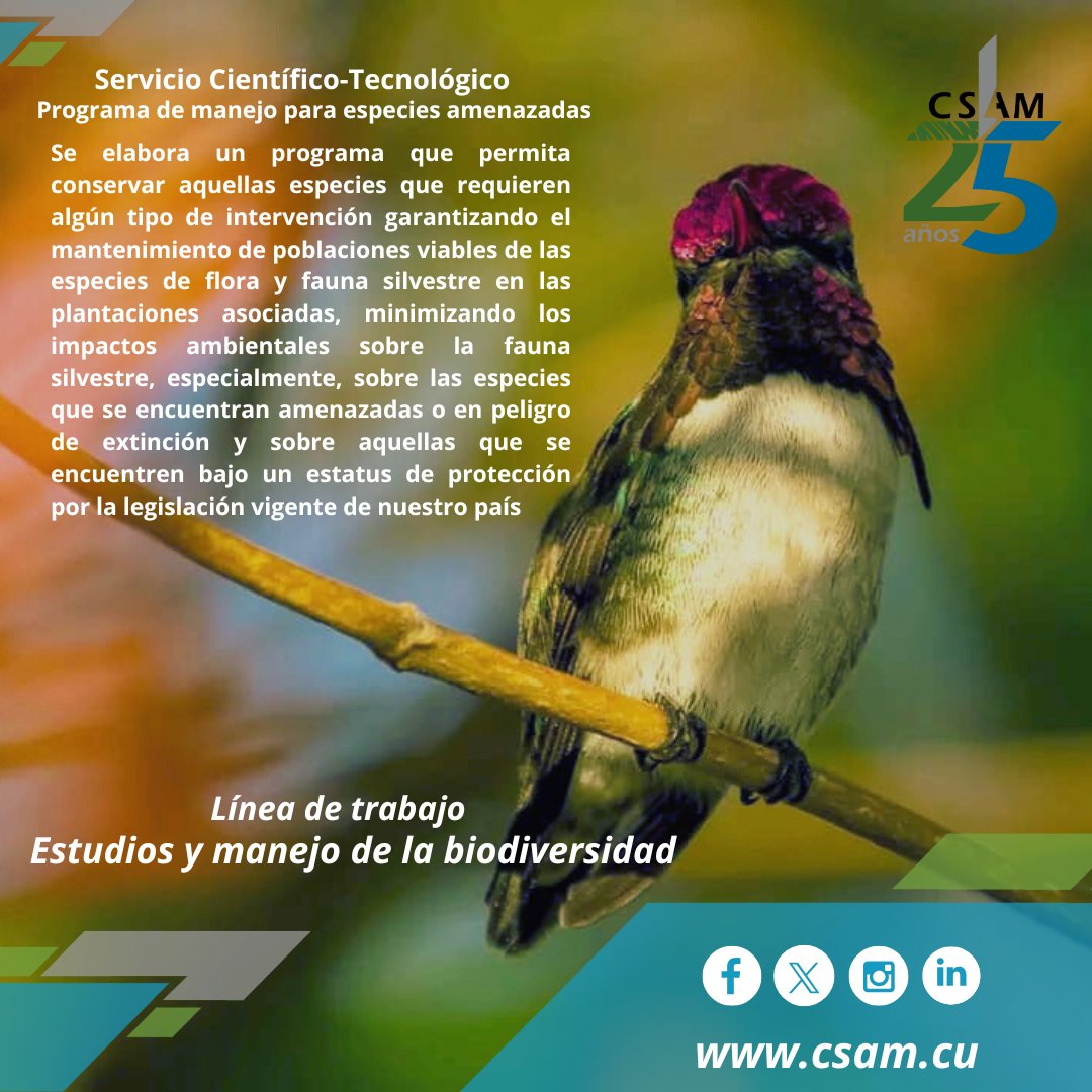 ✅📢El PROGRAMA DE MANEJO PARA ESPECIES AMENAZADAS constituye otro de nuestros servicios científico-tecnológicos👇🏻
. 
.
.
#líneasdetrabajo #ServiciosCientíficoTecnológicos #Cumplimos25 #25deCompromiso #25XlaSostenibilidad #25XlaCalidad #25XlaInnovacion #CSAM #AMACuba #CitmaCuba
