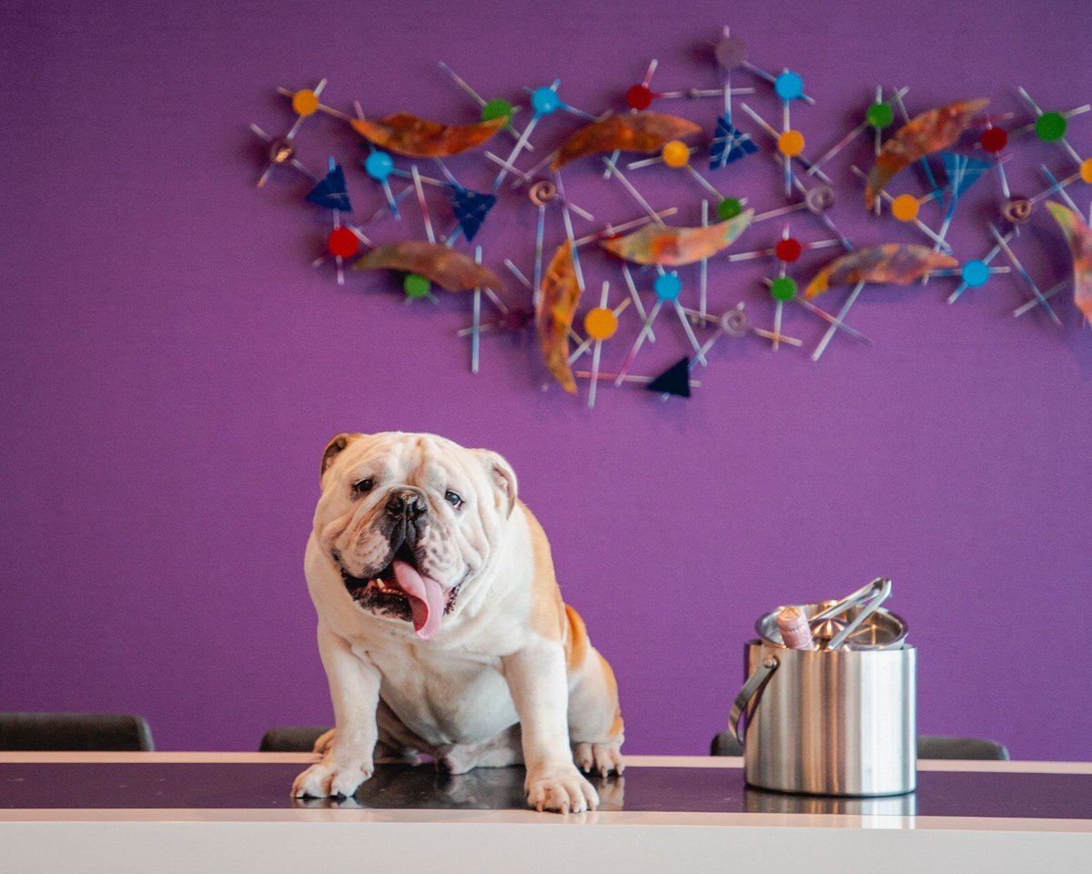 luxurylifestyle's tweet image. Furry Welcome: Marriott International and its pet-friendly hotels in Central and South America luxurylifestyle.com/headlines/furr… #pet #petcare #dogdaycare #dogresort