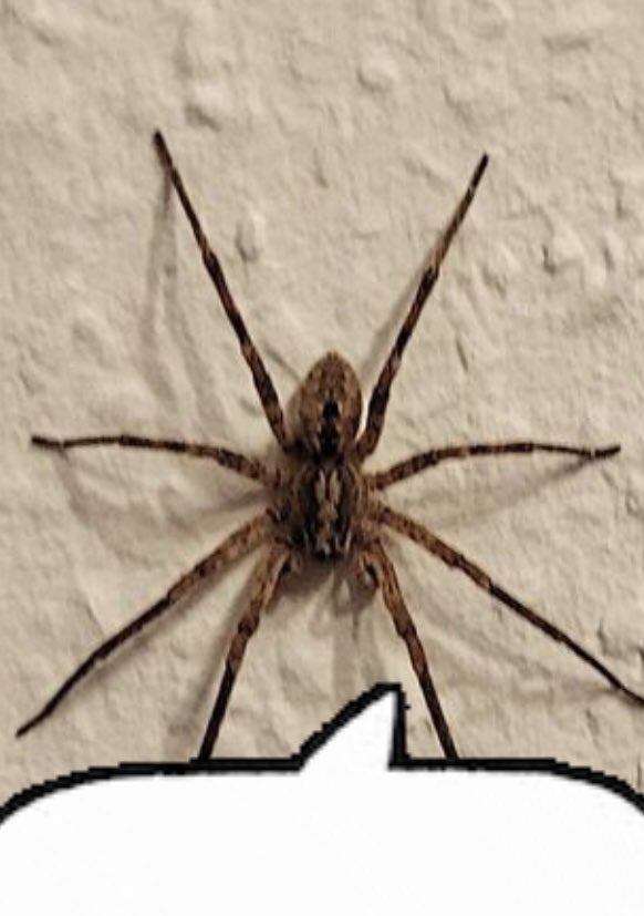 Myron van Brederaudi 🟥 (@bierschisshm) on Twitter photo 