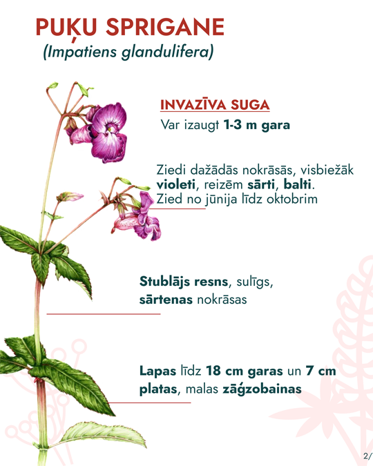 Dabas aizsardzības pārvalde aicina ikvienu iesaistīties puķu spriganes izplatības apzināšanā, ziņojot par tās atradnēm! Šī invazīvā suga turpina izplatīties Latvijas dabā, apdraudot dabas daudzveidību.
Vairāk lasi te - dabasdati.lv/lv/article/dab…