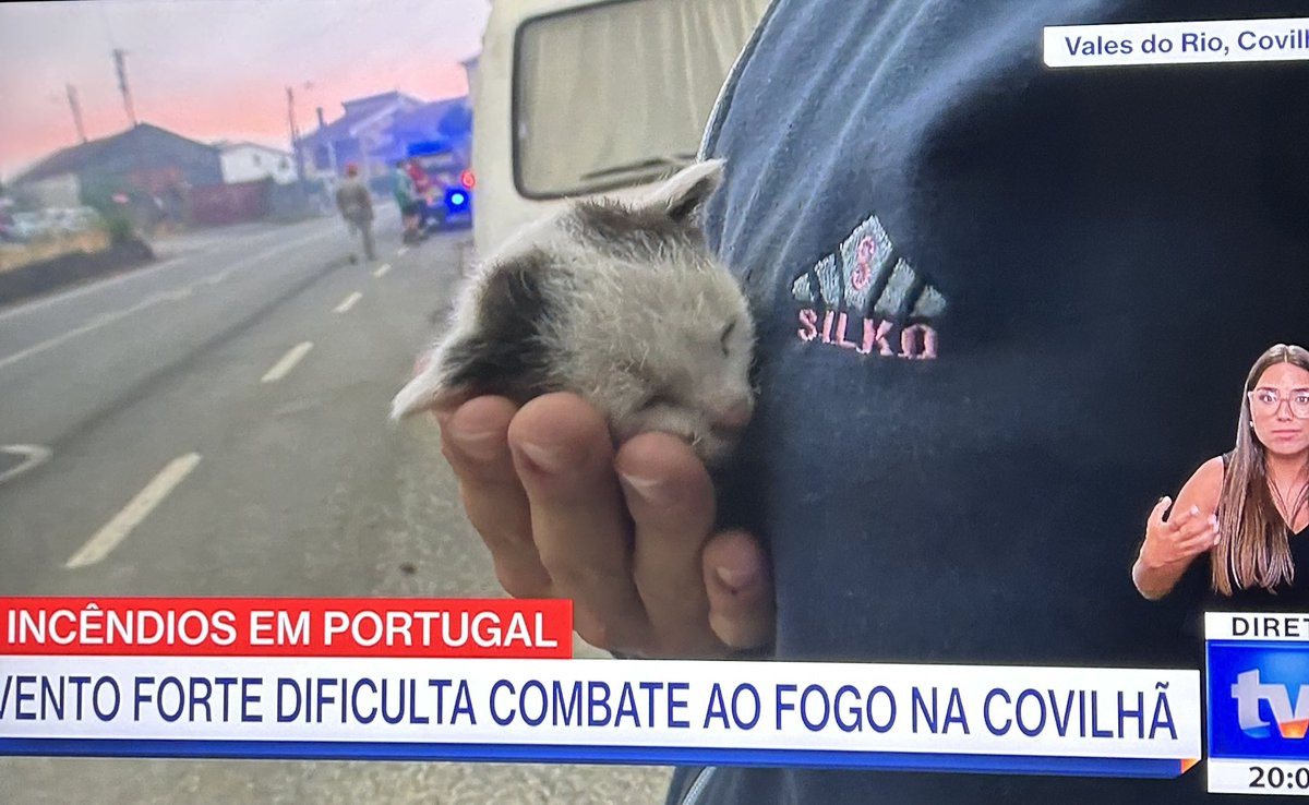 Gatinhos a serem salvos em directo nas nossas televisões, haja esperança!