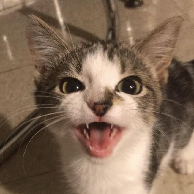 kittens4wallows's tweet photo. https://t.co/GbIHeMNqAX