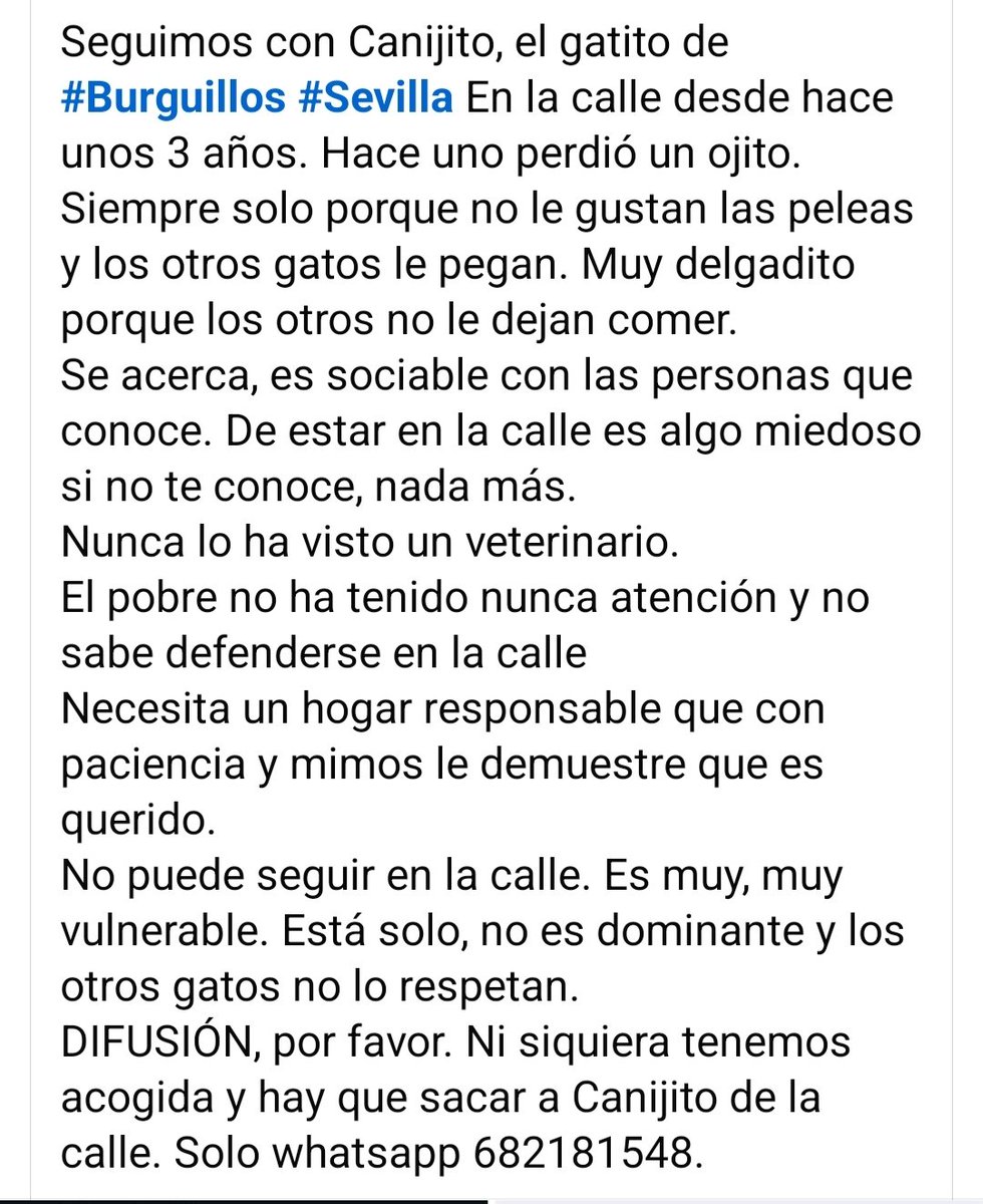 <a href="/beadifusiones/">AYUDA ANIMAL CHICO</a> <a href="/AcofalX/">Acofal</a>
<a href="/Erta2017/">Erta</a> Canijito sigue en la calle y no se defiende bien.
#Burguillos #Sevilla

Perdió un ojito. Es complicado para fotografiar😅 Es en realidad más guapo.

Alguna protectora, refugio o particular que quiera hacerle un huequito.
682181548(WhatsApp)