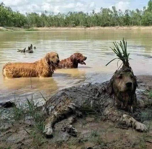 keeping cool🐶