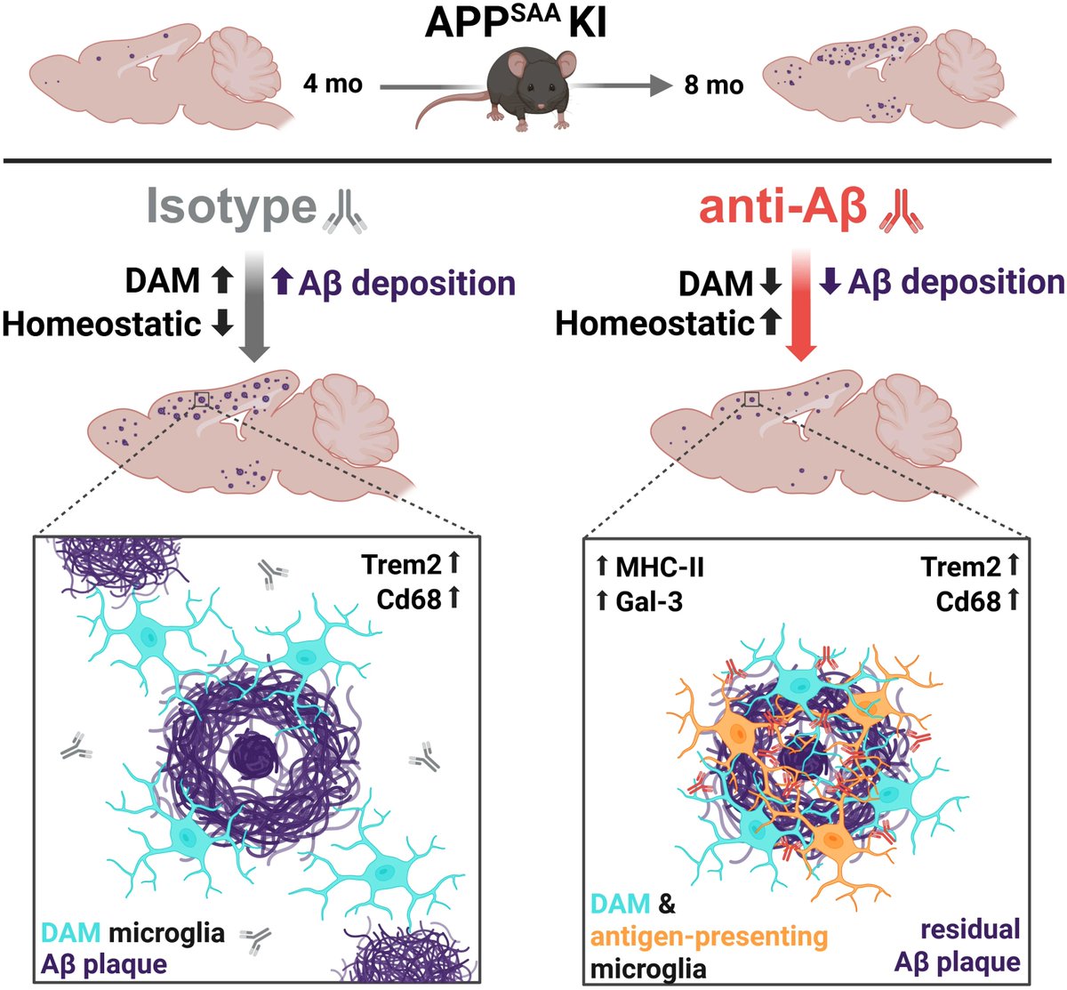 MolNeuro's tweet photo. 'Early intervention anti-Aβ #immunotherapy attenuates #microglial activation without inducing exhaustion at residual plaques'
Lis de Weerd @LisdeW_ Selina Hummel, Stephan A. Müller...Christian Haass @Haass_Lab #AlzheimersDisease #amyloid
https://t.co/Zl6daOmNO2 https://t.co/Tss3Gp8XXM