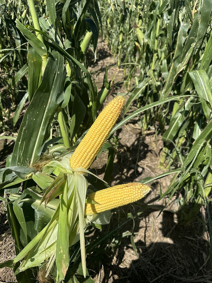 Cory Gilbert tweet media