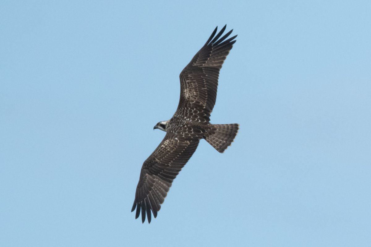 Miriam van Gool (@miriamvgool) on Twitter photo As the summer slowly winds down, I am looking back at a lovely time spent in #Wales. This is the eldest of three juvenile #ospreys that fledged from the <a href="/DyfiOspreys/">Dyfi Osprey Project</a> nest this year. I witnessed her very first flight on 9 July, and the week after a closer fly-by... 💚 As the summer slowly winds down, I am looking back at a lovely time spent in #Wales. This is the eldest of three juvenile #ospreys that fledged from the <a href="/DyfiOspreys/">Dyfi Osprey Project</a> nest this year. I witnessed her very first flight on 9 July, and the week after a closer fly-by... 💚