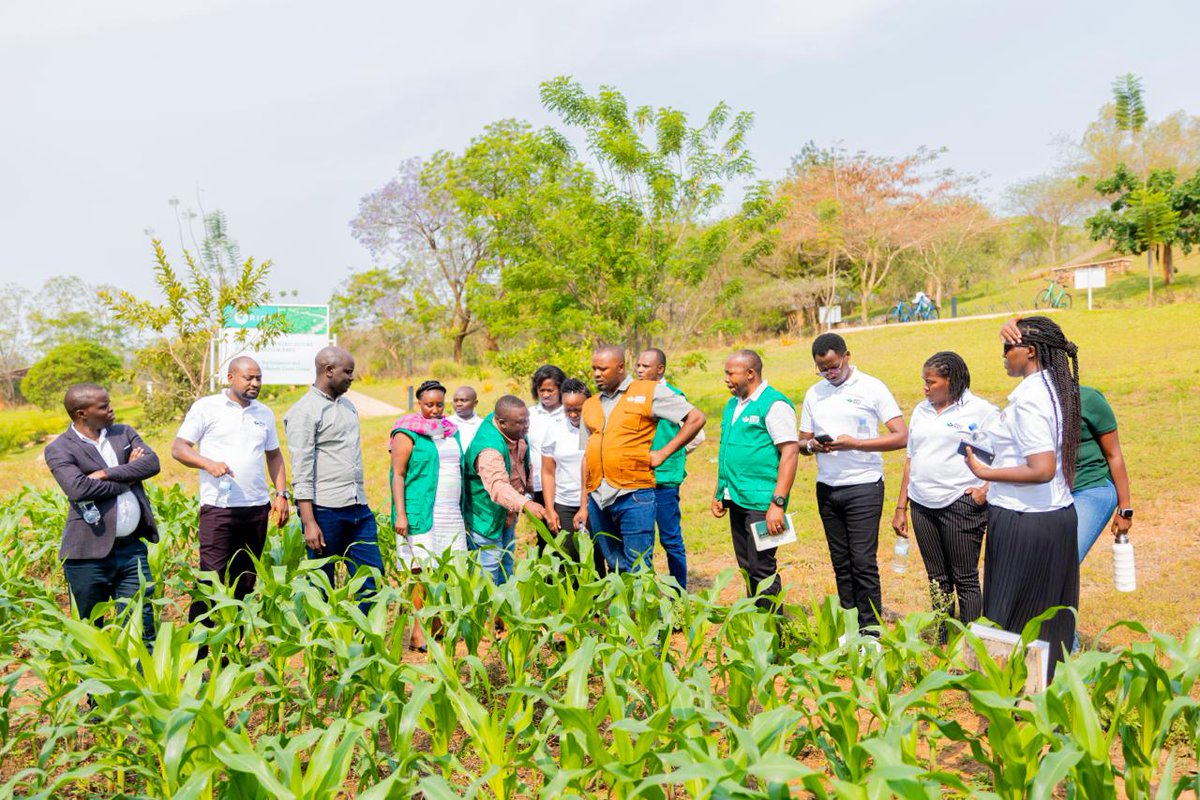 We're empowering change agents! Today, RICA trained <a href="/Gardens4Health/">Gardens For Health</a> staff on Conservation Agriculture (CA), equipping them with knowledge and building their capacity to support CA adoption among smallholder farmers.
<a href="/RwandaAgri/">Ministry of Agriculture & Animal Resources |Rwanda</a> <a href="/Rwanda_Edu/">Ministry of Education | Rwanda</a>