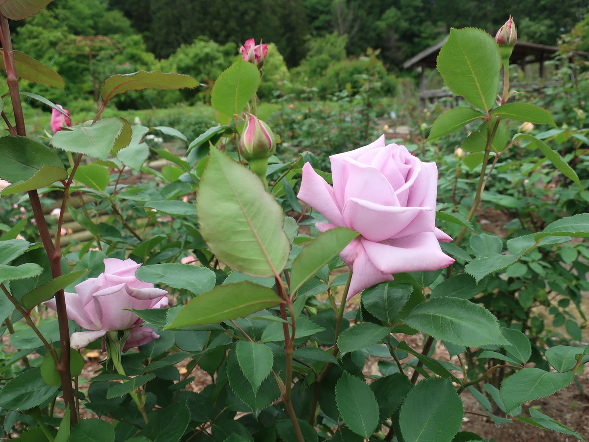 おはようございます。