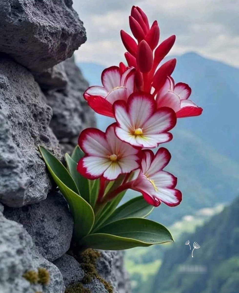 Böyle güzellik gördüğümde inadına, direne direne yaşamak ve güzele ulaşmak  için ders alınası örnek diye düşünürüm. 

Her zorlukta bir çare vardır.
Sübhanallah ❤️