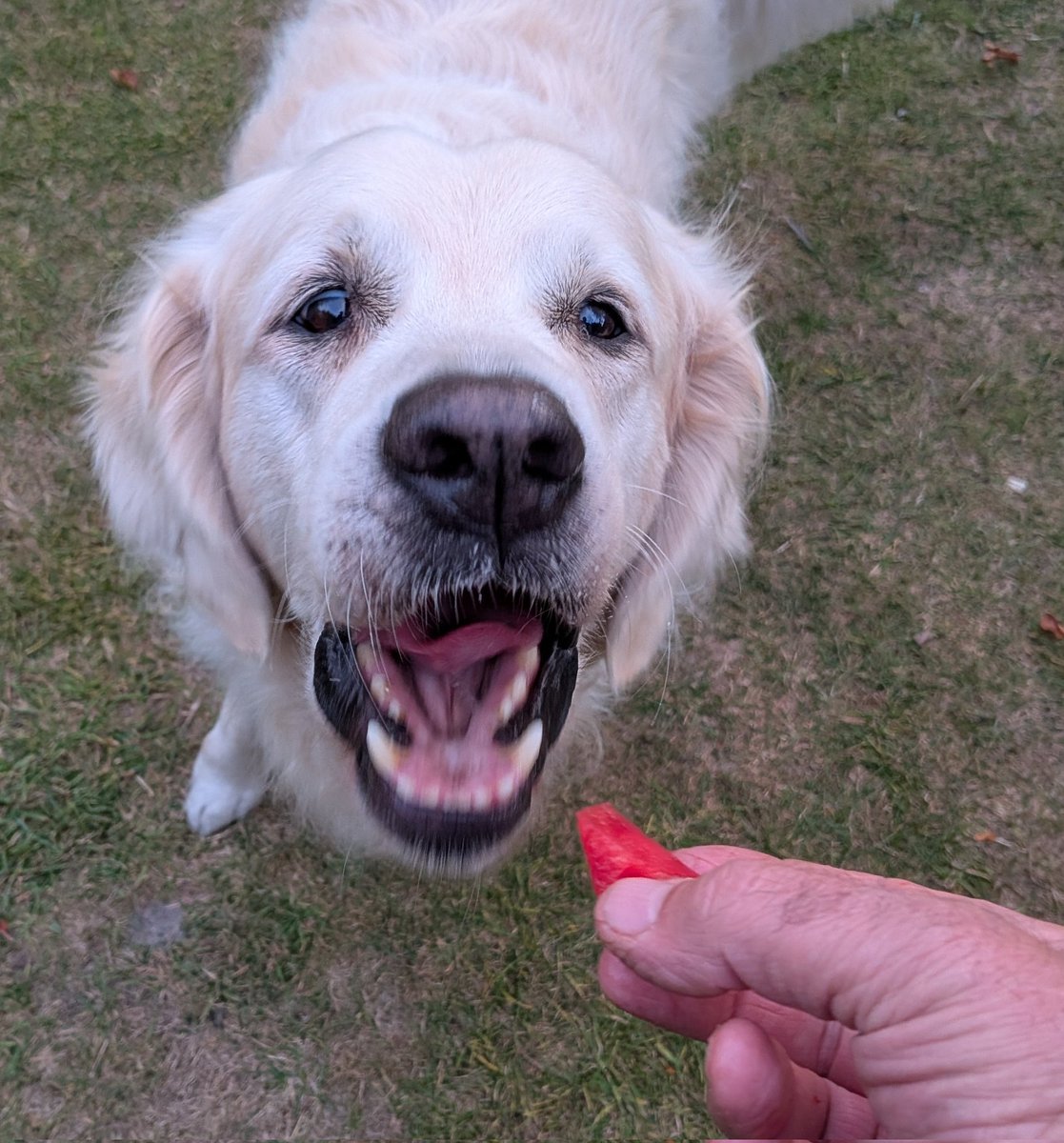 Yummy red ball time!🍉🍉