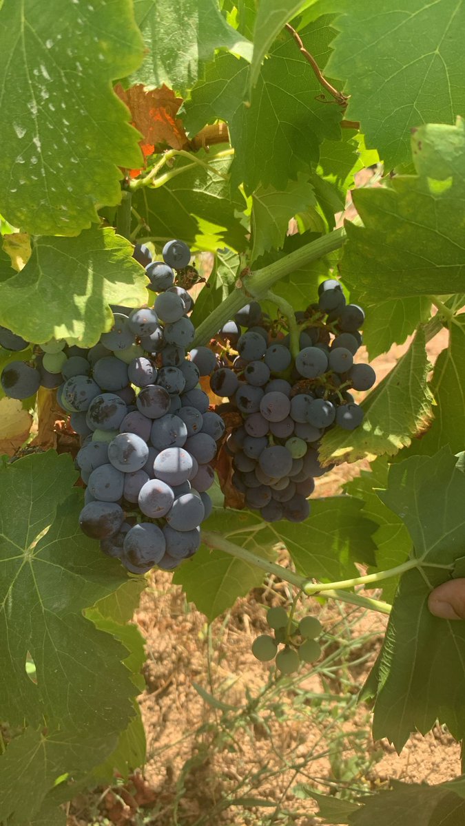 DOMentrida tweet media