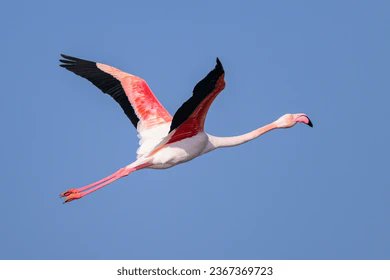 Sind 🇺🇦 Flamingos eigentlich nachtflugtauglich?