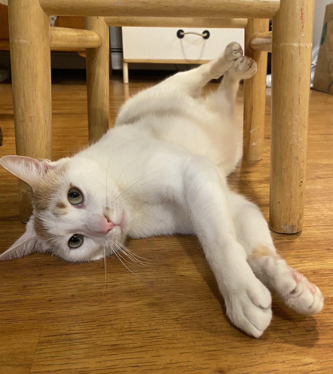 G: Mom, can I go outside?
M: Sorry, Gene, it's raining.
G: Then how bout a game of Chicken Leg?

[Mom yells "Chicken Leg!" &amp; tries to grab my leg while I try to bite her]
The score so far:
Me: 768  Mom: 3
Happy #GeneWilderWednesday ‼️
With Love 🧡🤍🩷