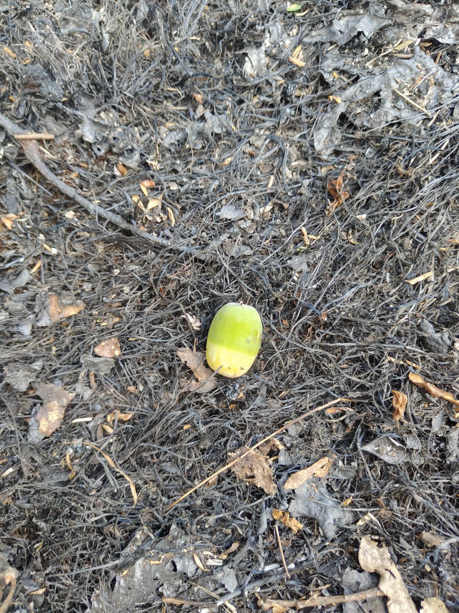 Onte fixemos esta foto no bosque de Ridimoas gravemente afectado polos lumes 🌳

Pareceunos significa e un exemplo do futuro, porque bo medio de tanta destrución, a natureza demostra a súa resiliencia e capacidade de rexeneración

A vida volverá e as nosas autóctonas vencerán!♥️