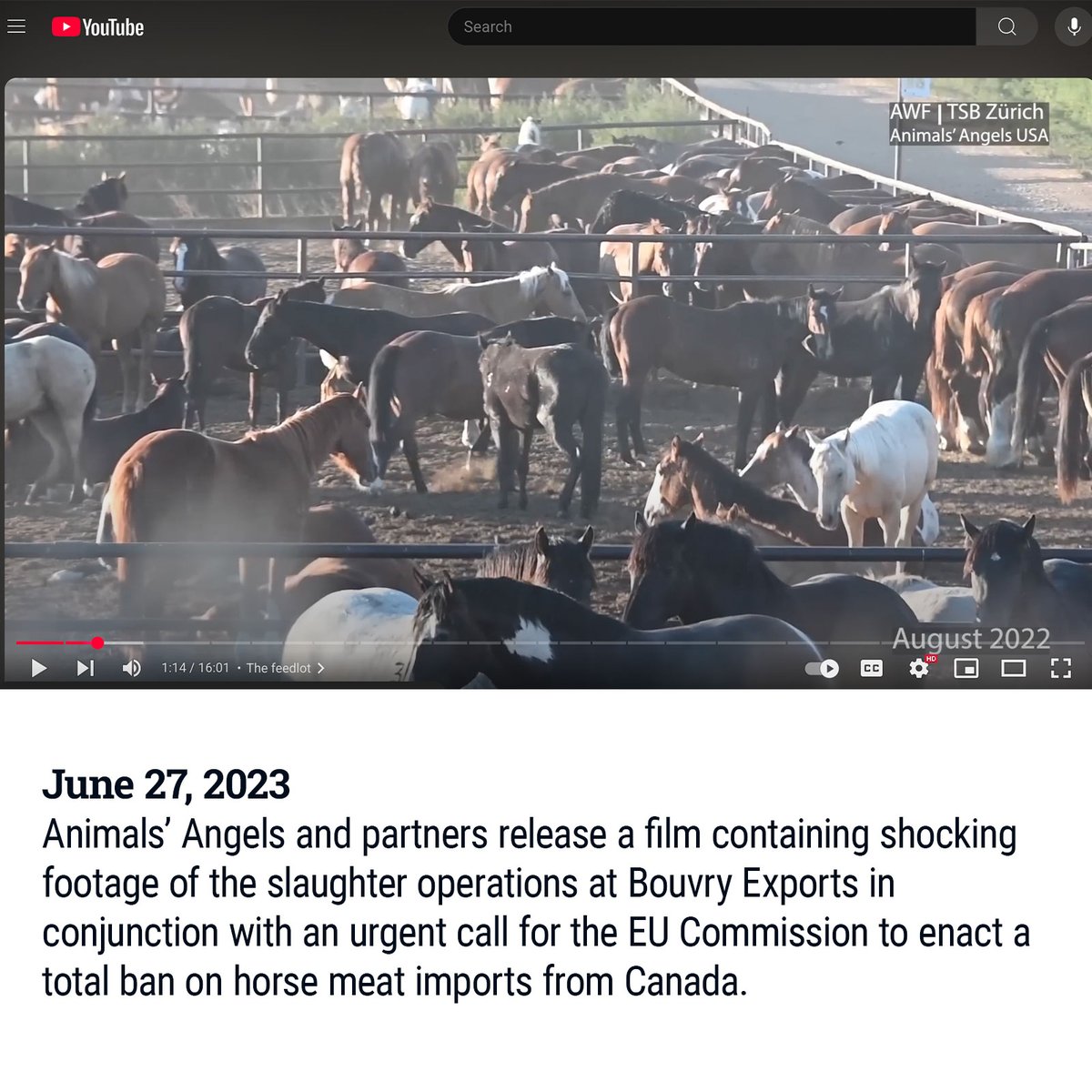 Animals Angels tweet media