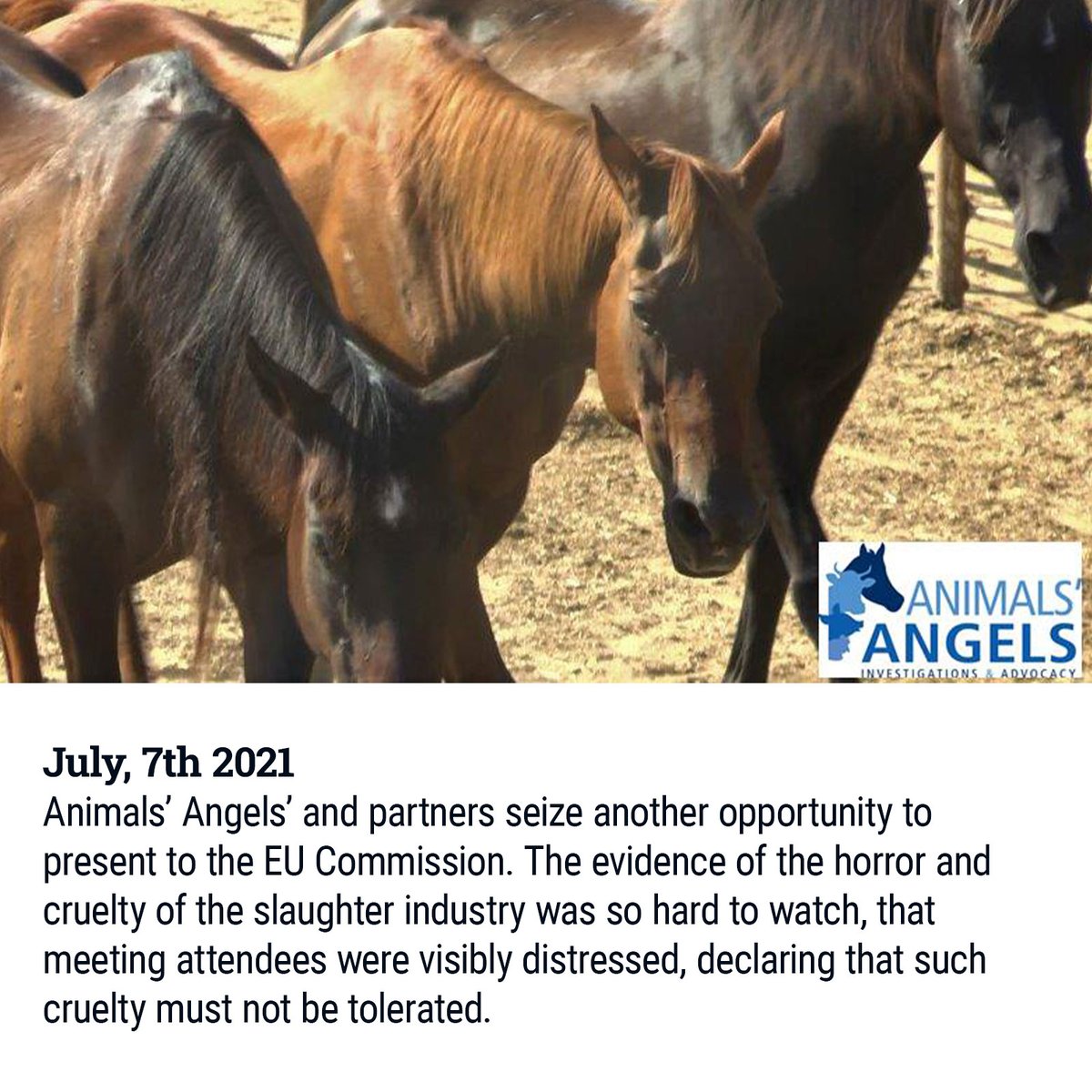 Animals Angels tweet media