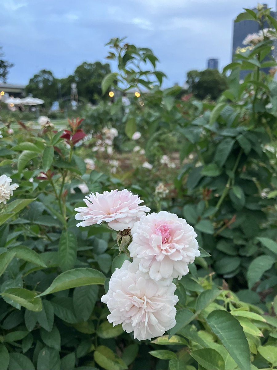 夏季休暇中でした。
自宅に戻りましたのでカート再オープンしております。

どうぞ宜しくお願い致します。
