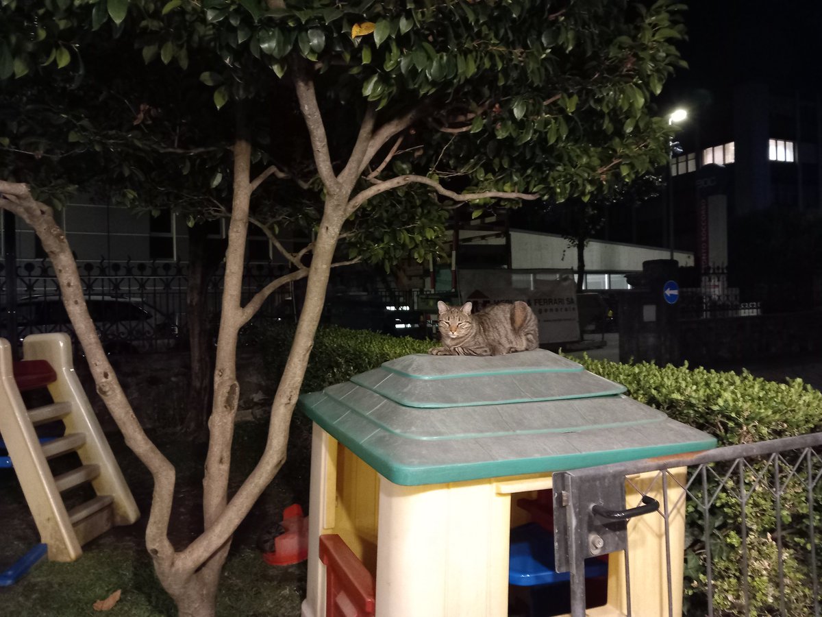 bobarsu's tweet photo. 🐈‍⬛Friends of #bobacat🐈‍⬛
🌞Day 942
$psps https://t.co/31rKimlVCj