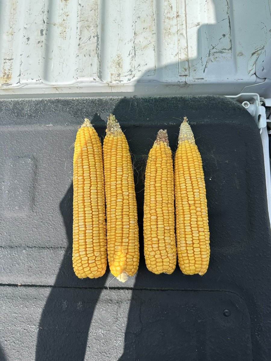 Here is what we are seeing.
<a href="/GrainStats/">GrainStats 🌾</a> 
#RVCtour25