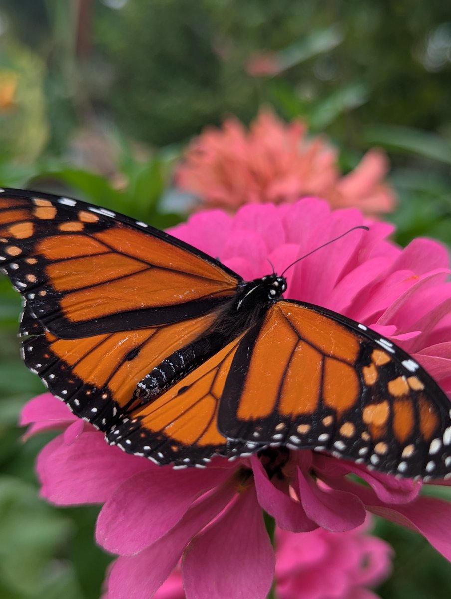 Nice Monarch butterfly pic from the backyard. This is how you announce that you are officially old, taking (and posting) butterfly pictures 

#monarch #butterfly <a href="/AARP/">AARP</a> <a href="/MarylandDNR/">Maryland DNR</a>