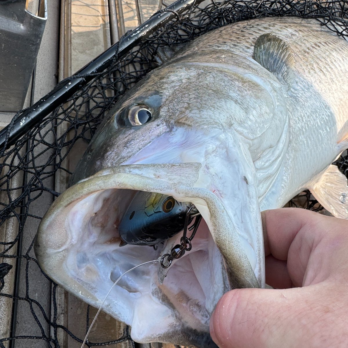 Capt_Billy_TN's tweet photo. Did you know I am on TikTok? Here is a video I just published about the HUGE striped bass I caught on the NEW Fish Lab BBZ Bio-Shad Gizzard. Video link: https://t.co/wbCPAyPjxr #stripedbassfishing #stripedbass #fishing #FishLabTackle #okumafishingusa @FishLabTackle https://t.co/BXBFEz7Qr4