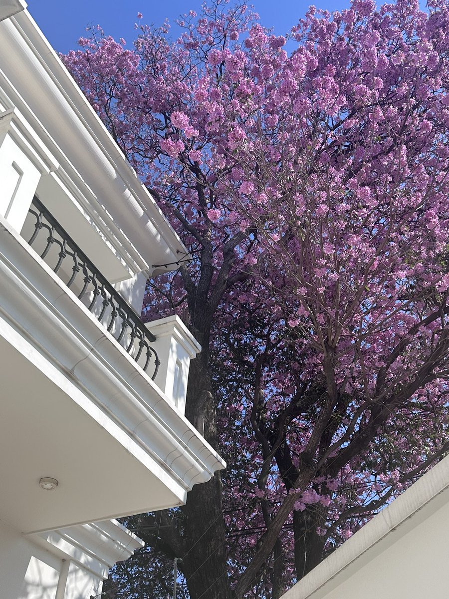 ¡La belleza misma y desde mi balcón! 
El tajy (lapacho) 😍