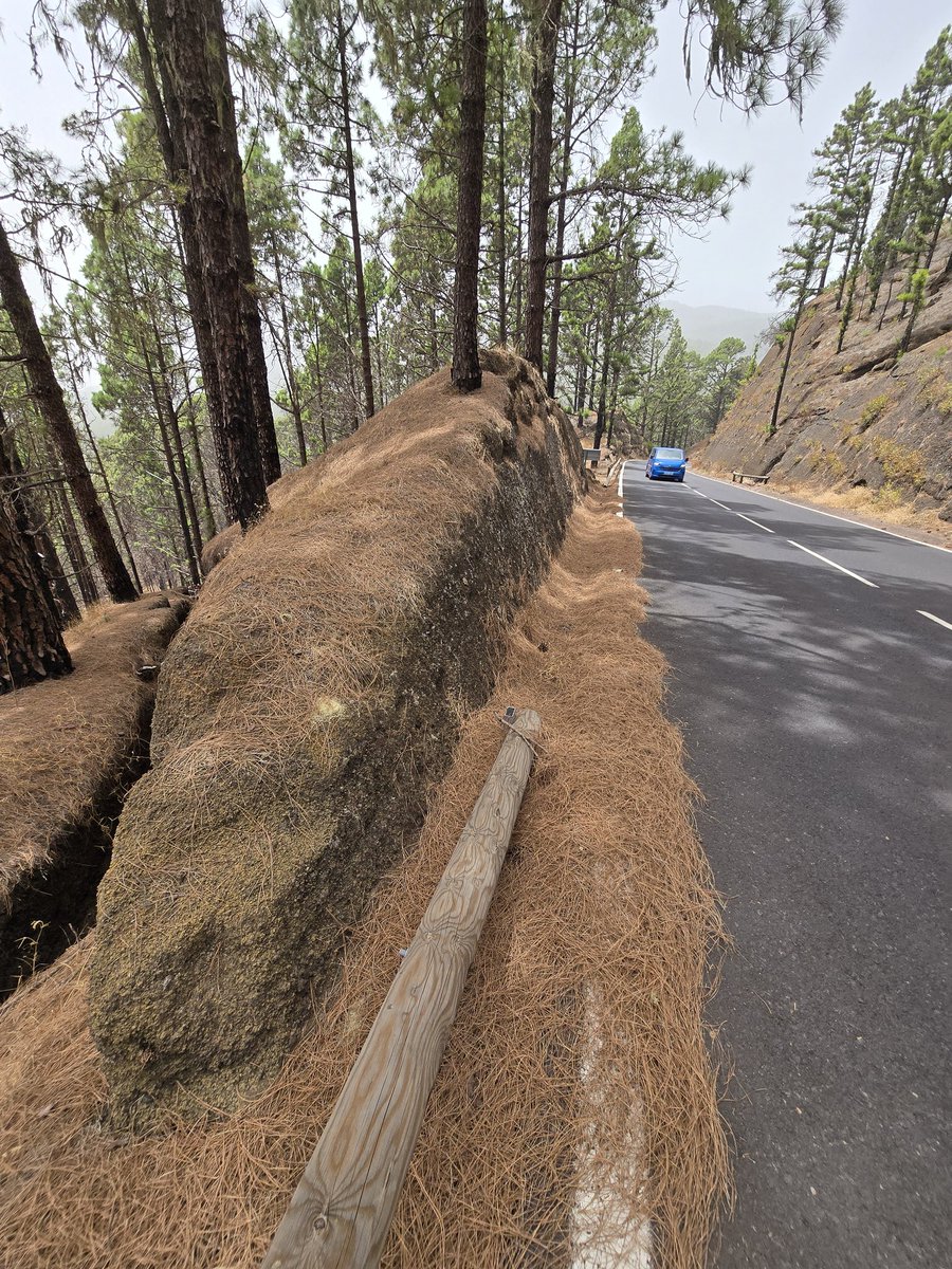 WLDC {555} (@_wildcroqueta) on Twitter photo <a href="/MuySorPrendida/">Sor Prendida 🇪🇸 🇵🇹</a> Así está el monte en Tenerife.
Pero como te pillen con un saco de pinocha para los animales o la estufa, prepara la cartera.
Parece que no aprendieron nada del incendio de 2023, que quemó el 25% del bosque de la isla... <a href="/MuySorPrendida/">Sor Prendida 🇪🇸 🇵🇹</a> Así está el monte en Tenerife.
Pero como te pillen con un saco de pinocha para los animales o la estufa, prepara la cartera.
Parece que no aprendieron nada del incendio de 2023, que quemó el 25% del bosque de la isla...