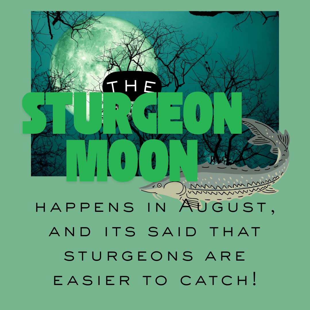 The full moon in August is known as the Sturgeon Moon! It's because during this moon cycle, sturgeon are easier to find and catch in the Great Lakes! This observation was found by Indigenous peoples and they created the name 'Sturgeon Moon'!  Did anyone catch the moon this month?