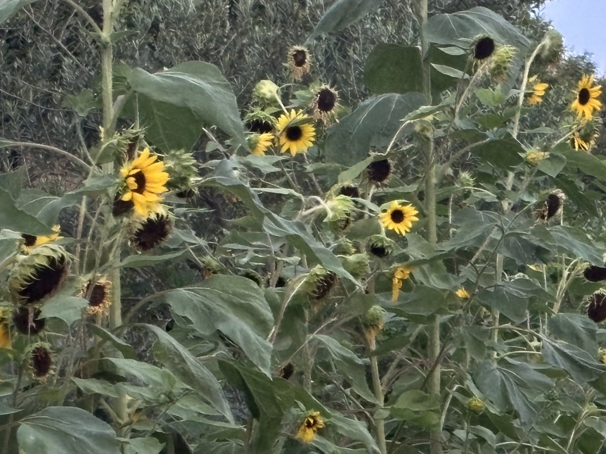 2025.8.21
今日のお花💐
いつものお花達
ひまわり🌻頑張ってる
セミも頑張って鳴いてる