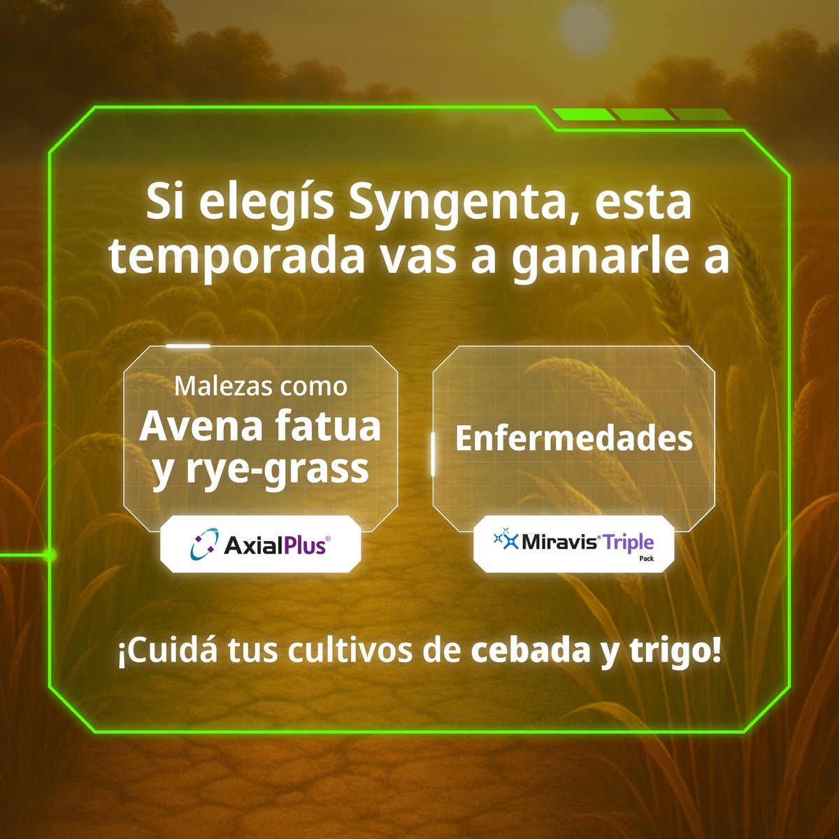 🌾 Esta temporada de Cereales de Invierno vos tenés el control.

📲 Deslizá y desbloqueá los desafíos que podés superar con MIRAVIS® TRIPLE PACK y AXIAL® PLUS.

¡Otros productores ya la probaron! 
Conocé su experiencia acá  👉bit.ly/4mQ5uLv