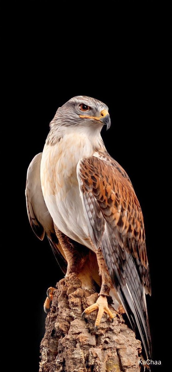 #دعـوه_عامة 🫡
يامرحبا ترحيب ينشر فالاخبـار
ترحيب من شاعر تحرك شعوره 
يامرحبا ترحيب يكتب بالانـوار
والنور عم قروبنا مع حظـورك 
اسمك مثل برق يبشر بالامطـار
تتشــرف ادارة القـــروب
 #قروب_الصقور_للدعم 
بدعوتكــم للانضمام للقـــروب
🪅
 للإنضمام مراسلتنا

<a href="/AlsqwrD/">..❥öȷĨᴝІɺĨ ☆</a>