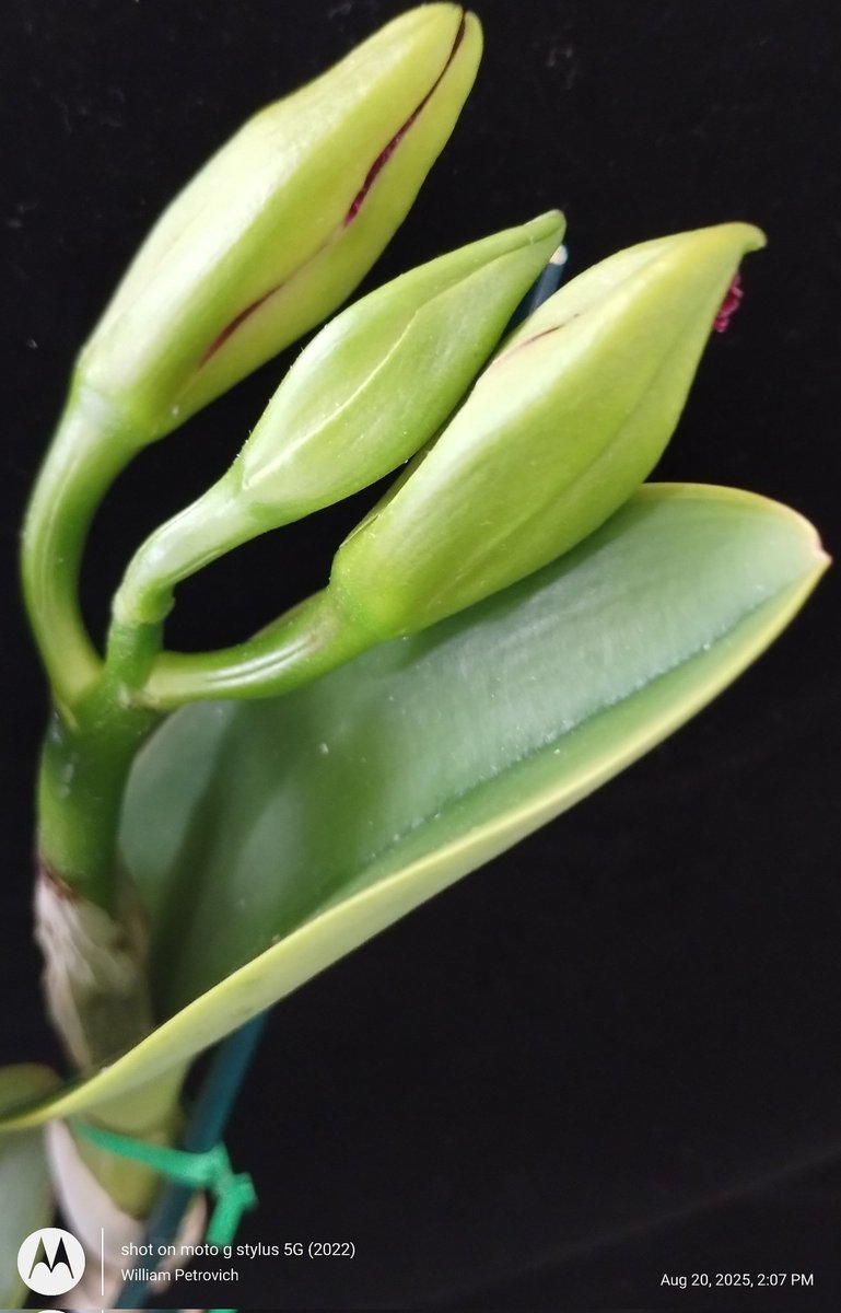 PetrovichBilly's tweet photo. My #Orchid Inventory Reduction Assistant skills are Award 🏆worthy I scored some #FatBuds😍Stay tuned https://t.co/DDywN9z37u