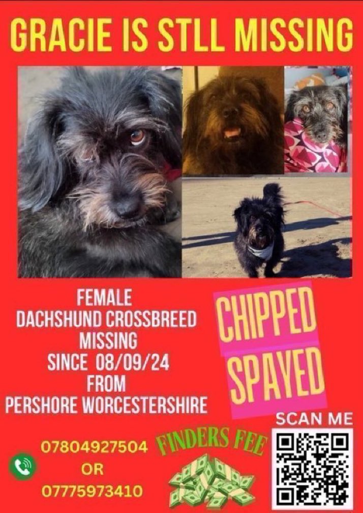 11 months &amp; Gracie is still missing 😢
She went missing on 8th September 2024 in the Pershore area #WORCESTERSHIRE 
She’s a long hair #dachshund type breed, have you seen her?
Report sightings only,don’t approach ⬇️ 
doglost.co.uk/dog/194306
#Wednesdayvibe 
 #WR10 #BringGracieHome